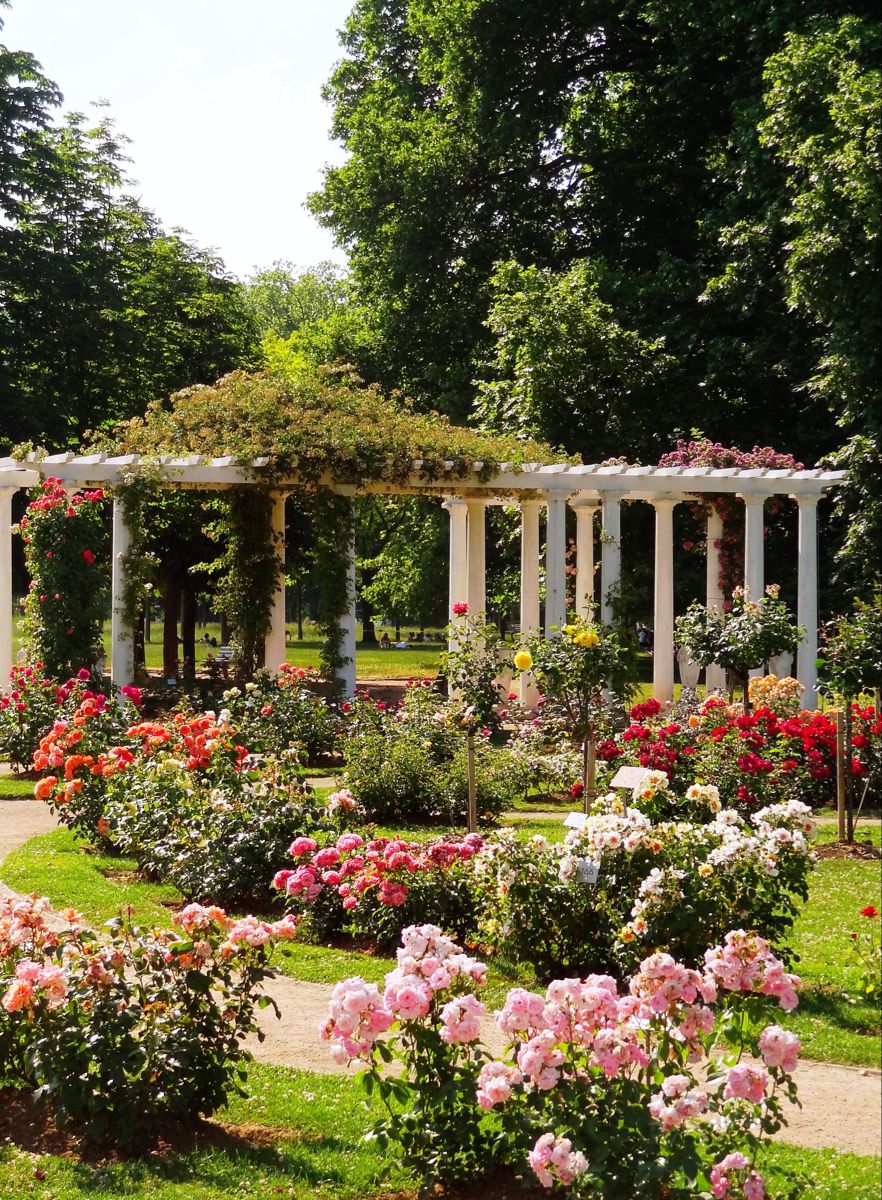 Roseraie du parc de la Tête d'Or à Lyon, lieu idéal pour une séance photo famille