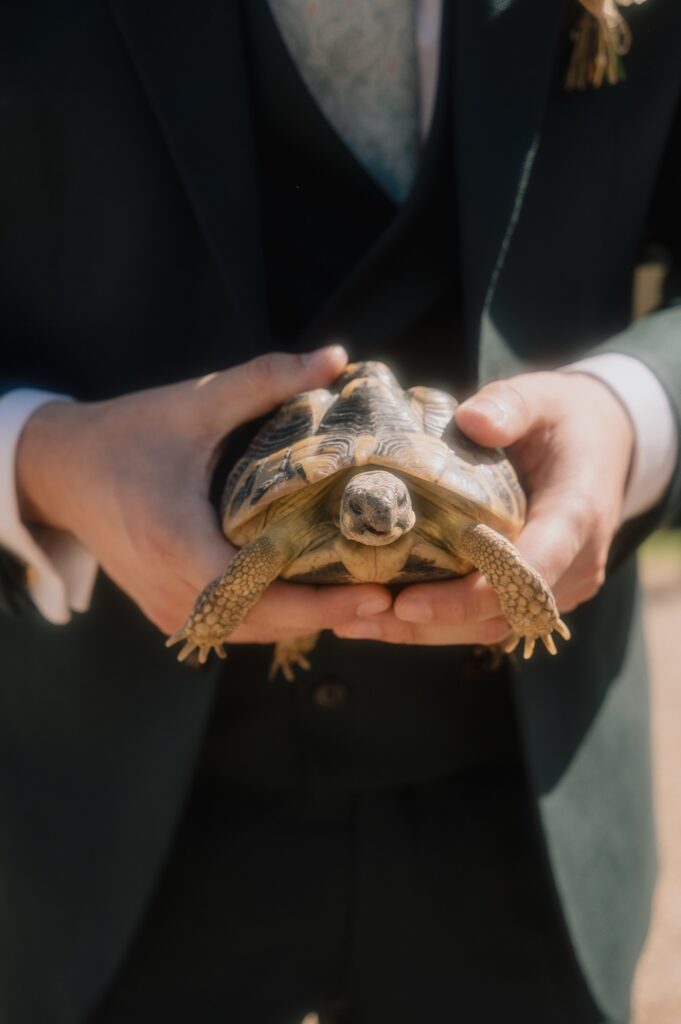 La tortue de la mariée dans les mains du marié pour ouvrir le vin d'honneur, mariage au Château du Sou, Lacenas